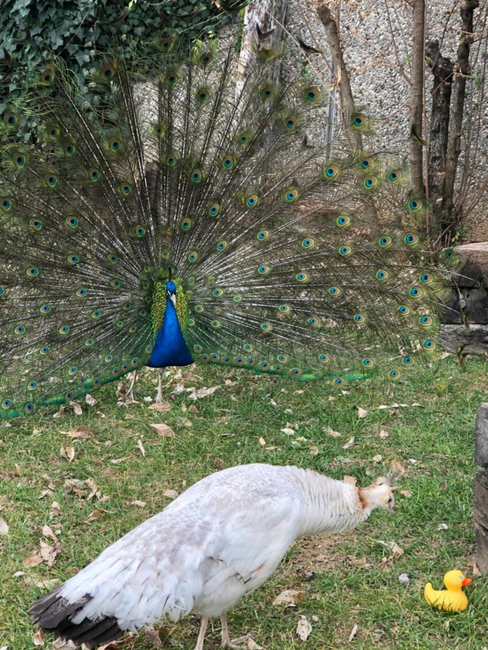 Ai 4 Soli Cermenate Exterior foto